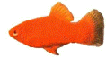 Lebendgebrende Zahnkarpfen